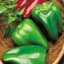 Peppers, Big Bertha Hybrid 100 Seed Count — thumbnail 1 of 2