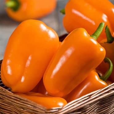 Peppers, Orange Blaze Treated 100 Seed Count — photo 1 of 2