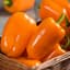 Peppers, Orange Blaze Treated 100 Seed Count — thumbnail 1 of 2