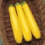 Squash, Gold Rush Hybrid 100 Seed Count — thumbnail 1 of 2