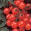 Tomato, Husky Cherry Red 500 Seed Count — thumbnail 1 of 2