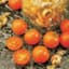 Tomato, Sunsugar 100 Seed Count — thumbnail 1 of 2