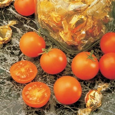 Tomato, Sunsugar 500 Seed Count — photo 1 of 2