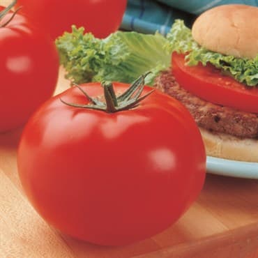 Tomato, Big Beef Treated 500 Seed Count — photo 1 of 2