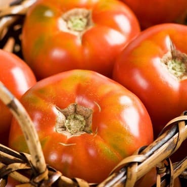 Tomato, Burpees Big Boy Treated 1000 Seed Count — photo 1 of 2