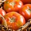 Tomato, Burpees Big Boy Treated 5000 Seed Count — thumbnail 1 of 2