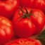 Tomato, Beefmaster Treated 1000 Seed Count — thumbnail 1 of 2