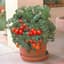 Tomato, Patio Hybrid Treated 100 Seed Count — thumbnail 1 of 2