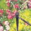 Rain Drip Full Circle Adj Bubbler — thumbnail 1 of 2