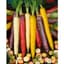 Carrot, Rainbow Blend 1000 Seed Count — thumbnail 1 of 2