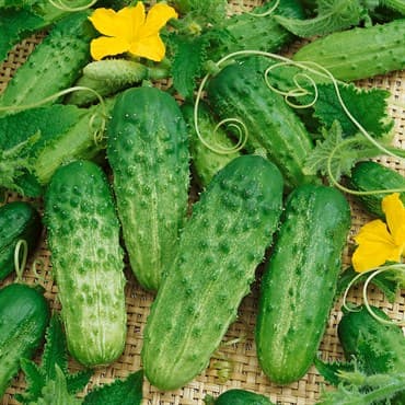 Cucumber, Pick a Bushel 500 Seed Count — photo 1 of 2