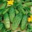 Cucumber, Pick A Bushel 5000 Seed Count — thumbnail 1 of 2