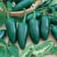 Peppers, Early Jalapeno 1000 Seed Count — thumbnail 1 of 2