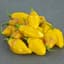 Peppers, Habanero Yellow 100 Seed Count — thumbnail 1 of 2