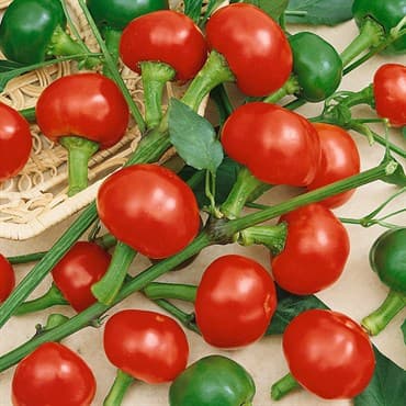 Peppers, Red Cherry Hot 1000 Seed Count — photo 1 of 2
