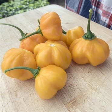 Peppers, Scotch Bonnet Orange 100 Seed Count — photo 1 of 2