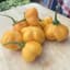 Peppers, Scotch Bonnet Orange 100 Seed Count — thumbnail 1 of 2