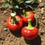 Peppers, Sunbright Orange 1000 Seed Count — thumbnail 1 of 2