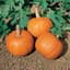 Pumpkin, Wee Be Little 100 Seed Count — thumbnail 1 of 2