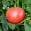 Tomato, Cherokee Purple 500 Seed Count — thumbnail 1 of 2