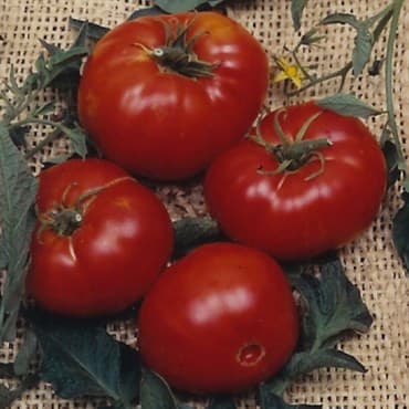 Tomato, Brandywine Red Potato Leaf 100 Seed Count — photo 1 of 2