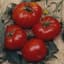 Tomato, Brandywine Red Potato Leaf 100 Seed Count — thumbnail 1 of 2