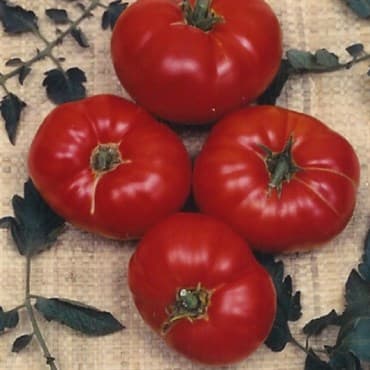 Tomato, Box Car Willie 500 Seed Count — photo 1 of 2