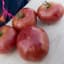 Tomato, Mortgage Lifter 100 Seed Count — thumbnail 1 of 2