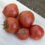 Tomato, Mountain Pride F1 5000 Seed Count — thumbnail 1 of 2