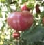 Tomato, Oxheart Red 500 Seed Count — thumbnail 1 of 2