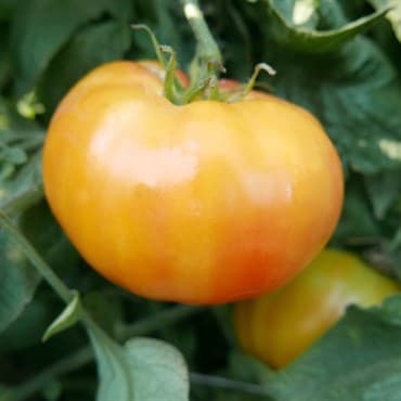 Tomato, Hillbilly Potato Leaf 100 Seed Count — photo 1 of 2