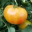 Tomato, Hillbilly Potato Leaf 100 Seed Count — thumbnail 1 of 2