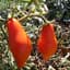Tomato, San Marzano Indeterminate 100 Seed Count — thumbnail 1 of 2