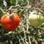 Tomato, Super Sioux 500 Seed Count — thumbnail 1 of 2