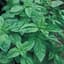 Basil, Genovese 1/4oz — thumbnail 1 of 2