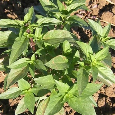 Basil, Siam Queen 1/16oz — photo 1 of 2