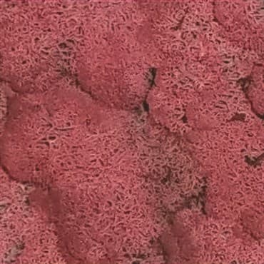 SuperMoss 4oz Reindeer Moss Fushia — photo 1 of 2