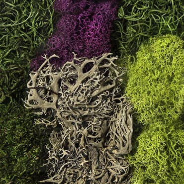 SuperMoss 8oz Moss Mix Assorted Best Sellers — photo 1 of 2