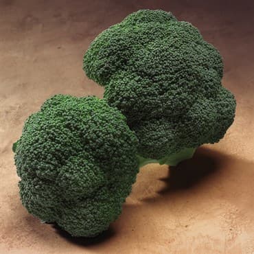 Broccoli, Gypsy Hybrid 1000 Seed Count — photo 1 of 2