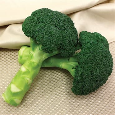 Broccoli, Green Magic 1000 Seed Count — photo 1 of 2