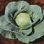 Cabbage, Stonehead Hybrid 500 Seed Count — thumbnail 1 of 2