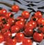 Tomato, Sweet Million Treated 100 Seed Count — thumbnail 1 of 2
