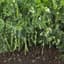 Peas, Snak Hero 1lb — thumbnail 1 of 2