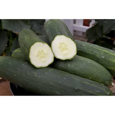 Cucumber, Peticue ( Patio ) 100 Seed Count — photo 1 of 2