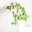 Treleaf 5pc Set Monstrella Wall Mounted Plant Hooks Petite Cherry — thumbnail 1 of 2