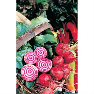 Beets, Chiogga 1/2oz — photo 1 of 2