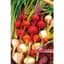 Beets, White Detroit 1/2oz — thumbnail 1 of 2