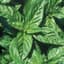 Basil, Lemon 1/4oz — thumbnail 1 of 2