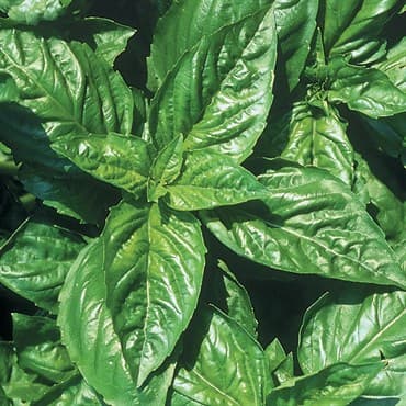 Basil, Lemon 1/16oz — photo 1 of 2