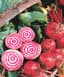 Beets, Chiogga 2 Grams — thumbnail 1 of 2